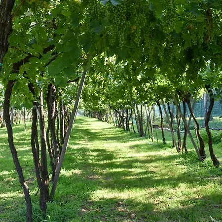 La Terrazza Sulle Vigne Bed & Breakfast
